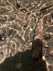 Lampetra richardsoni