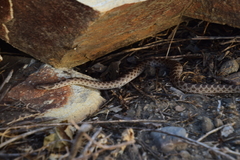 Hypsiglena ochrorhynchus