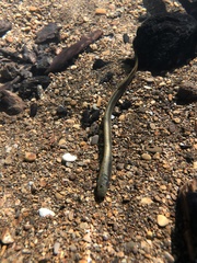 Lampetra richardsoni