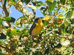 Setophaga pitiayumi graysoni