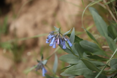 Mertensia longiflora