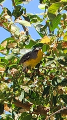 Setophaga pitiayumi graysoni