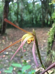 Maxillaria pachyacron