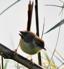 Prinia subflava pondoensis