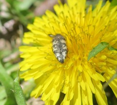 Acmaeodera diffusa