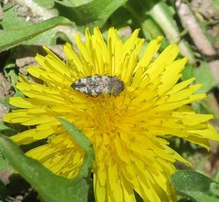 Acmaeodera diffusa