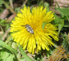 Acmaeodera diffusa