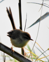 Prinia subflava pondoensis
