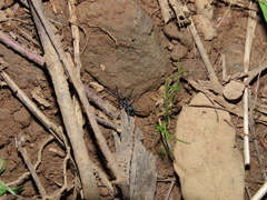 Liophrurillus flavitarsis