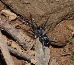 Liophrurillus flavitarsis