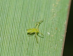 Cetratus rubropunctatus