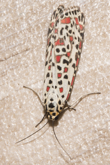 Utetheisa pulchelloides vaga