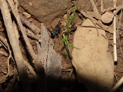 Liophrurillus flavitarsis