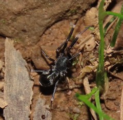 Liophrurillus flavitarsis