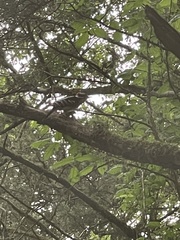 Dryocopus