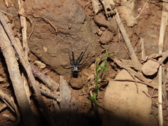 Liophrurillus flavitarsis