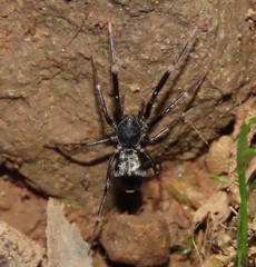 Liophrurillus flavitarsis