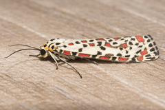 Utetheisa pulchelloides vaga