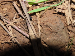 Liophrurillus flavitarsis