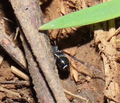 Liophrurillus flavitarsis