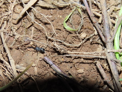 Liophrurillus flavitarsis