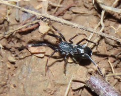 Liophrurillus flavitarsis