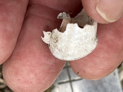 Helminthoglypta tudiculata