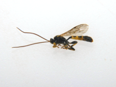 Colpotrochia trifasciata