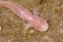 Typhlogobius californiensis