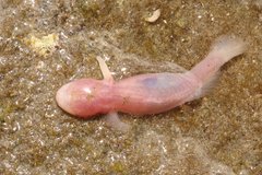Typhlogobius californiensis