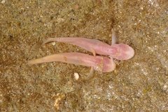 Typhlogobius californiensis