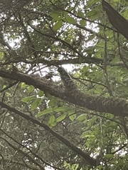 Dryocopus