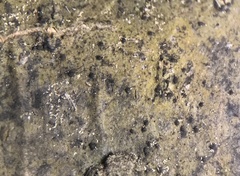 Pseudosagedia cestrensis