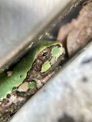 Hyla japonica