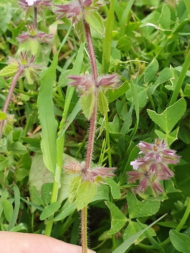 Stachys arvensis image