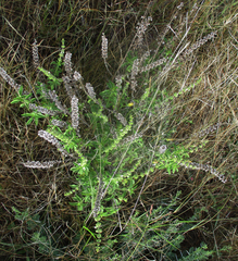 Ocimum americanum