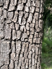 Corymbia tessellaris