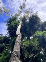 Corymbia tessellaris