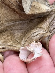 Helminthoglypta tudiculata