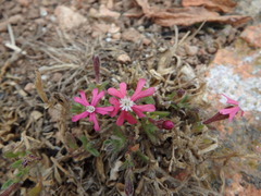 Silene scabriflora