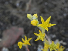 Dudleya variegata
