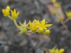 Dudleya variegata