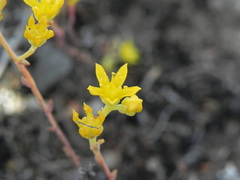 Dudleya variegata