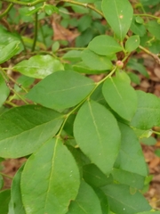 Vaccinium fuscatum image