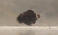 Monodactylus argenteus