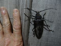 Ctenoscelis acanthopus