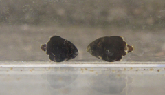 Monodactylus argenteus
