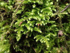Claopodium bolanderi
