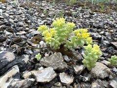 Sedum nuttallii