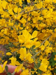 Calicotome spinosa